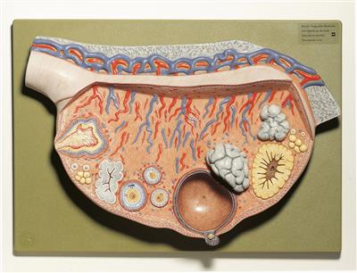 Eierstock (Ovarium), Reliefmodell 