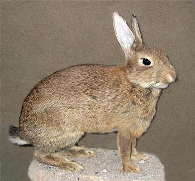 Wildkaninchen, Ganzpräparat 