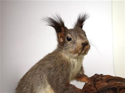 Eichhörnchen, Ganzpräparat 