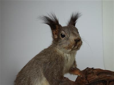 Eichhörnchen, Ganzpräparat 