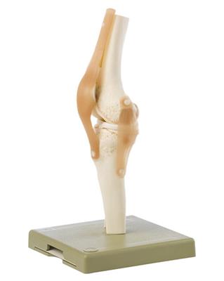 Funktionsmodell vom Kniegelenk 