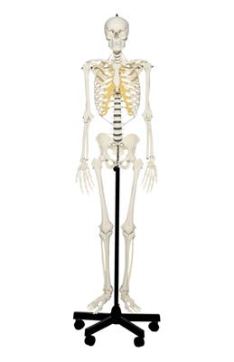 Homo-Skelett, männlich vereinfachte Montage