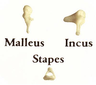 Gehörknöchelchen Hammer - Amboß - Steigbügel