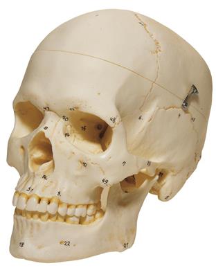 Künstlicher Homoschädel Schädelknochen numeriert