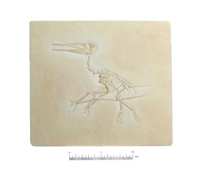 Pterodactylus Antiquus Reproduktion