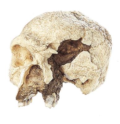 Schädelrekonstruktion des Steinheimer Urmenschen Homo steinheimensis