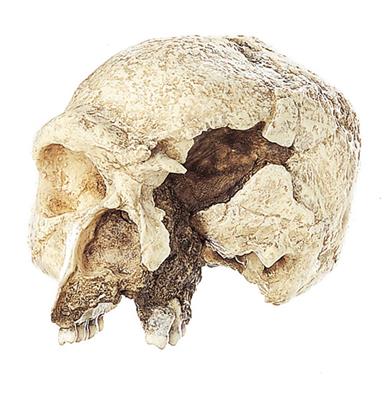 Schädelrekonstruktion von Homo steinheimensis (Steinheimer Urmensch)