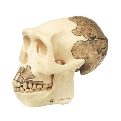 Schädelrekonstruktion von Homo erectus erectus