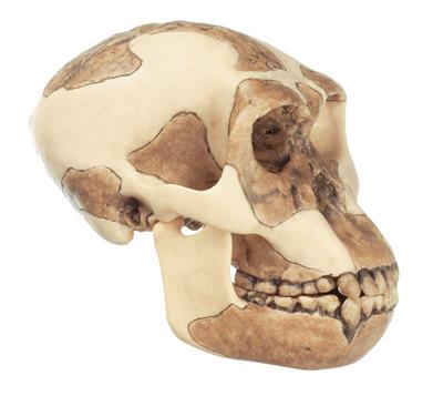 Schädelrekonstruktion von Homo habilis