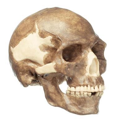 Schädelrekonstruktion eines fossilen Homo sapiens