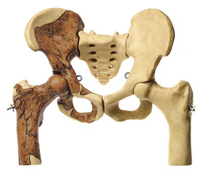 Beckenrekonstruktion von Australopithecus africanus