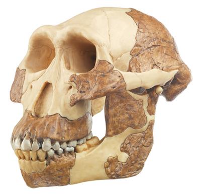 Schädelrekonstruktion Australopithecus afarensis 