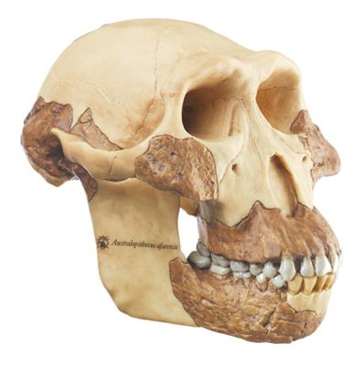 Schädelrekonstruktion von Australopithecus afarensis