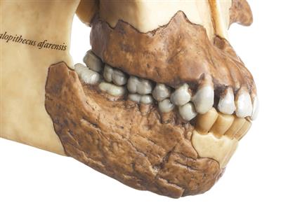 Schädelrekonstruktion von Australopithecus afarensis