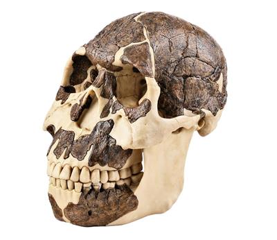 Schädelrekonstruktion von Homo rudolfensis