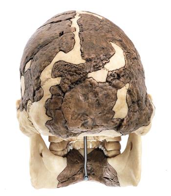 Schädelrekonstruktion von Homo rudolfensis