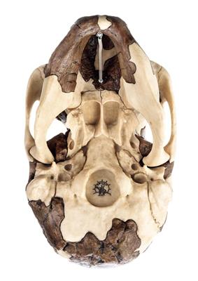 Schädelrekonstruktion von Homo rudolfensis