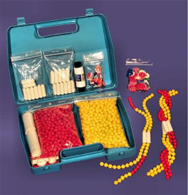 Chromosomen-Simulation großer Kit im Koffer
