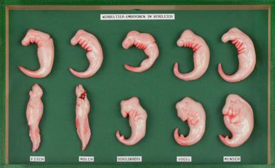 Wirbeltierembryonen im Vergleich Nachbildungen im Kasten unter Glas