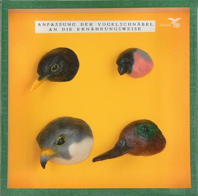 Typische Vogelschnäbel - Objektkasten 