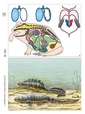 Frosch, Histologie Multimedia-Lehrerpaket