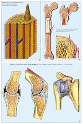 Die Tierzelle (Cytologie) Multimedia-Lehrerpaket