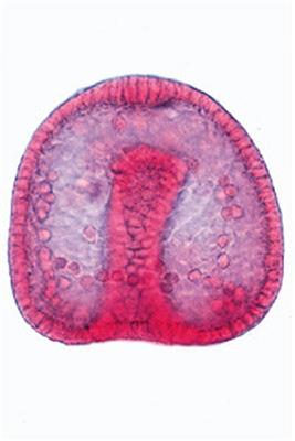 Embryologie u. Entwicklung der Tiere Multimedia-Schülersatz, Basis