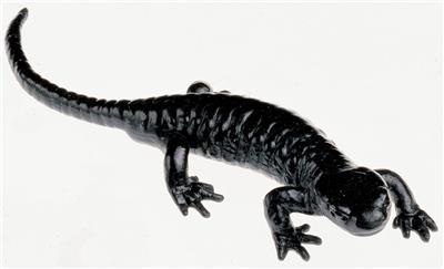 Alpensalamander, Männchen Tierplastik