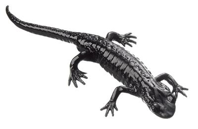 Alpensalamander, Männchen Tierplastik