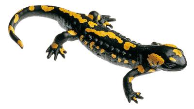 Gefleckter Feuersalamander männl. Tierplastik