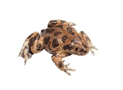 Knoblauchkröte Somso-Tierplastik