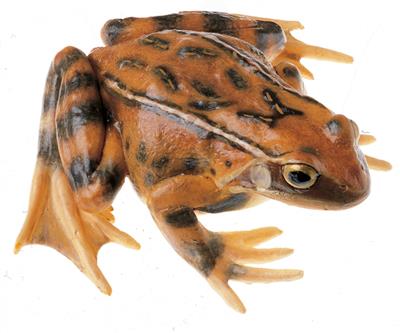 Grasfrosch, Weibchen, Tierplastik 