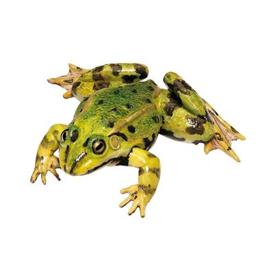 Teichfrosch, Männchen Somso-Tierplastik