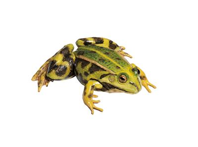 Teichfrosch, Weibchen Somso-Tierplastik