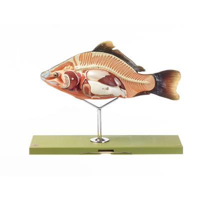 Anatomie beim Knochenfisch 4-teilig, Somso-Modell