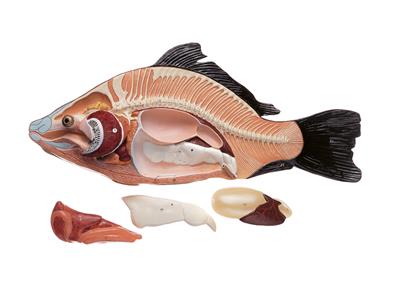 Anatomie beim Knochenfisch 4-teilig, Somso-Modell