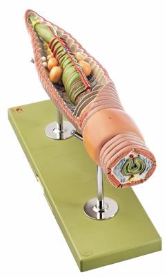 Regenwurm, 3-teilig 25-fach vergrößert