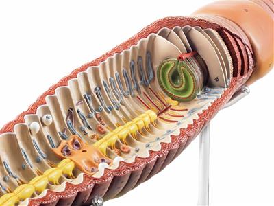 Regenwurm, 3-teilig 25-fach vergrößert