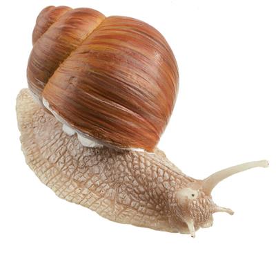 Weinbergschnecke 