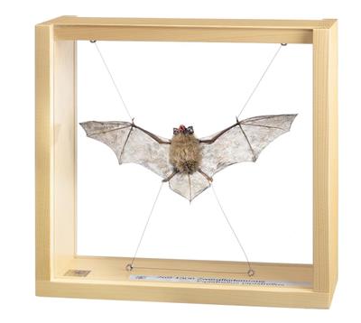Zwergfledermaus, Männchen Somso-Tierplastik