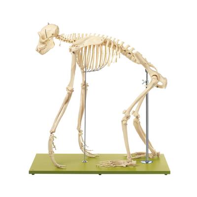 Affenskelett, Naturabguss eines Schimpansen-Skeletts, Somso-Plast