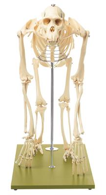 künstliches Schimpansen-Skelett 