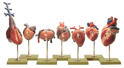 Herzmodelle von Wirbeltieren 