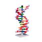 DNA-Modell mit 12 Basenpaaren 