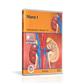 Niere I, DVD 