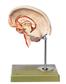 Gehirnmodell, 10-teilig mit Falx cerebri und farblicher Markierung