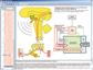 Nervensystem und Informations- übertragung Teil 2, CD-ROM