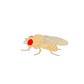 Drosophila-Stamm, Wildtyp(+), Lebendmaterial