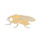 Drosophila-Stamm, white, Lebendmaterial