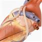 Herzmodell mit Bypassgefäßen 